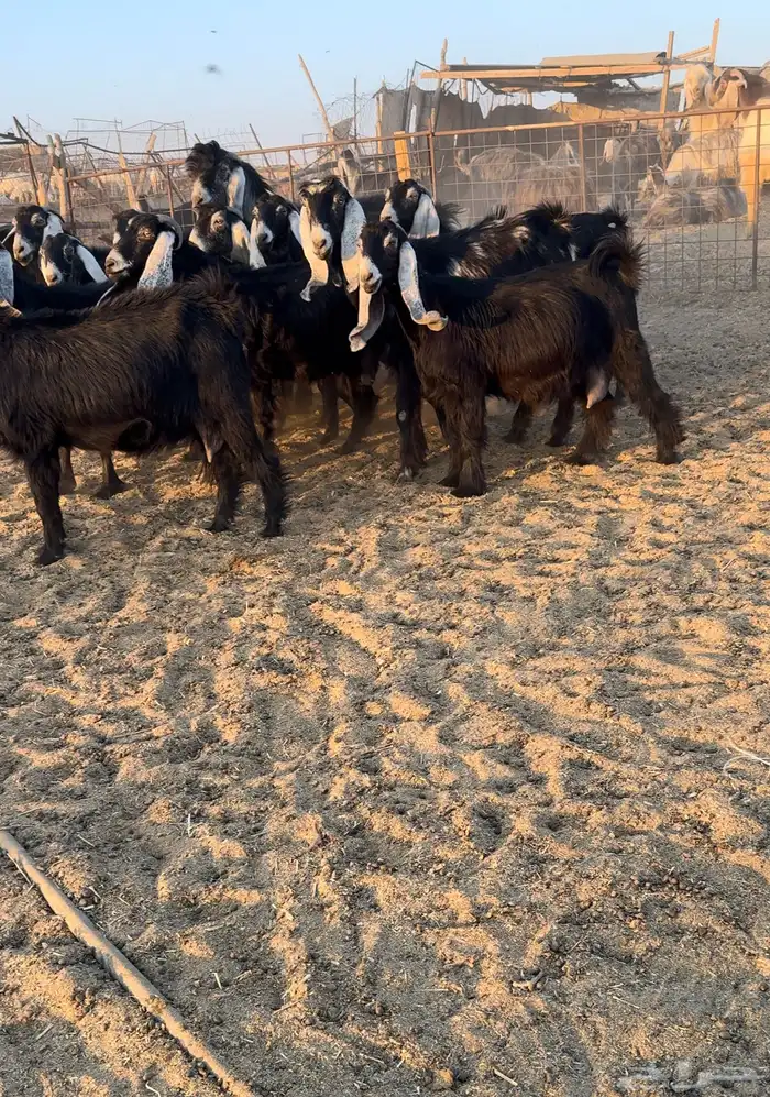 تم البيع. ماعز عوارض خصم 1