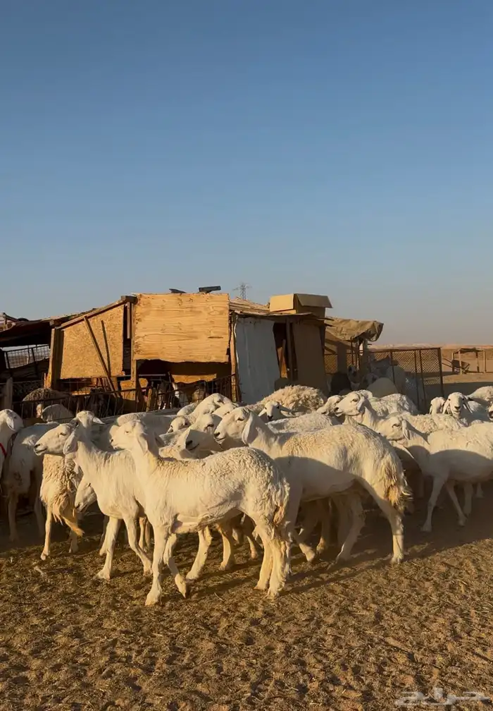 غنم حريات مراح فاخر 2