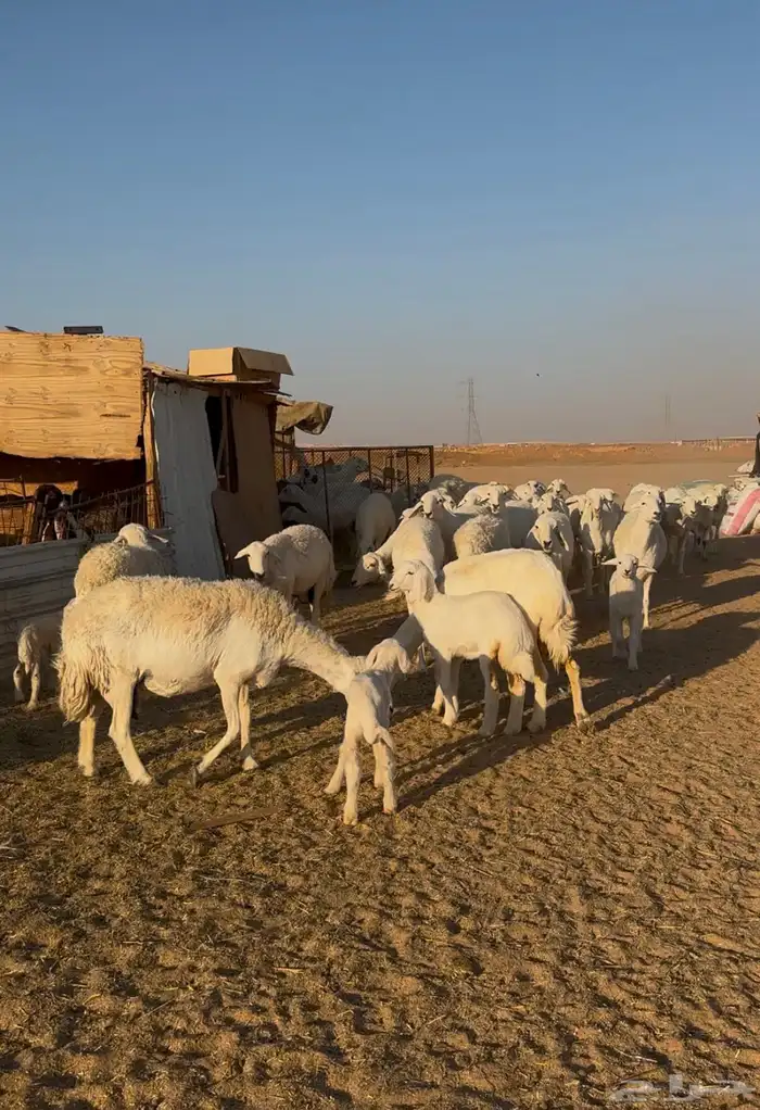 غنم حريات مراح فاخر 6