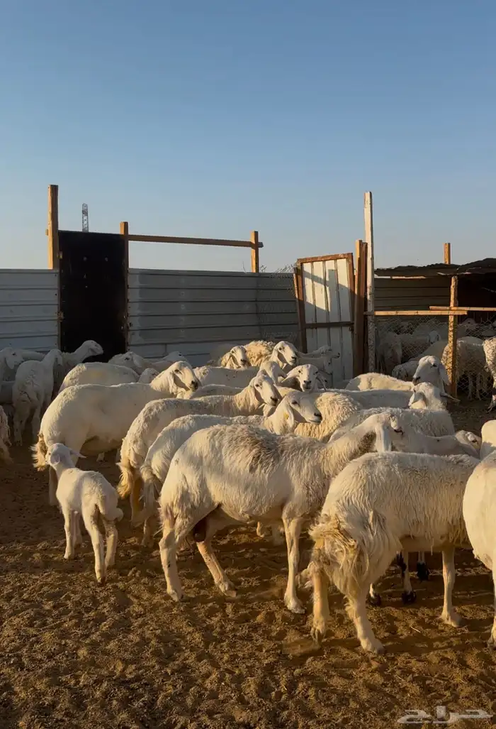 غنم حريات مراح فاخر 4