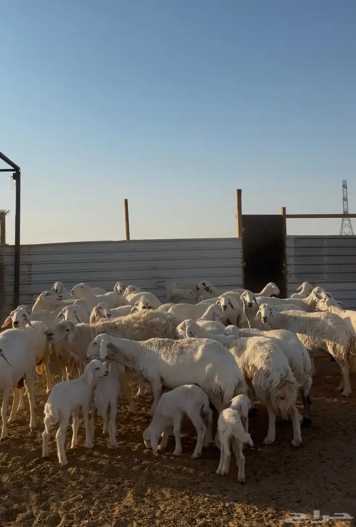 غنم حريات مراح فاخر 5