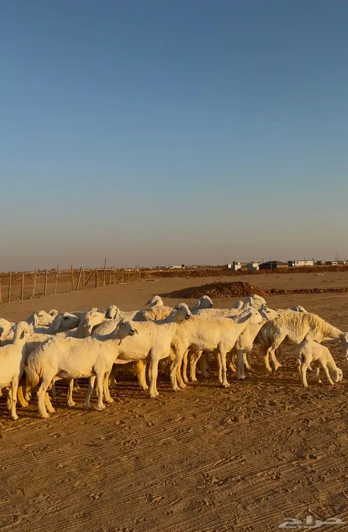 غنم حريات مراح فاخر 0