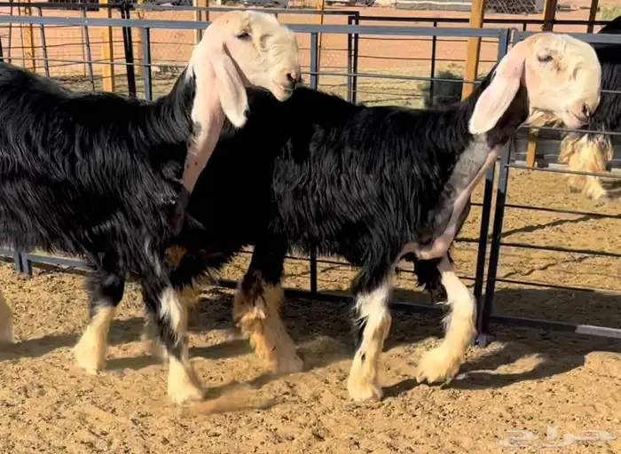 رخال نجد خصم منوة القناي 4