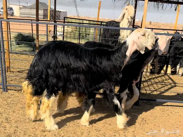 رخال نجد خصم منوة القناي 0