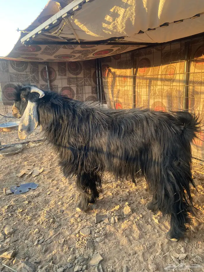 تيس فحل عارضي 0