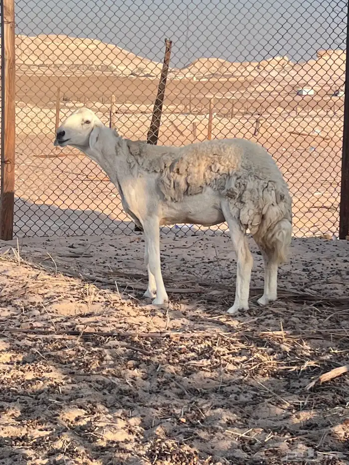 حريه صنف الصنف 1