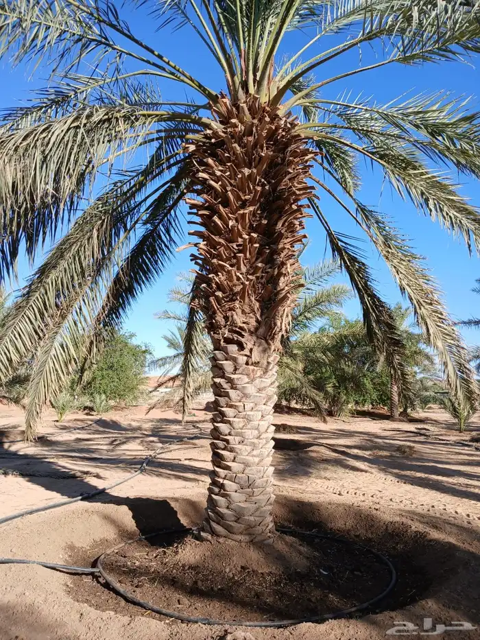 نخيل فراخه او نقايل كبيره للبيع 9