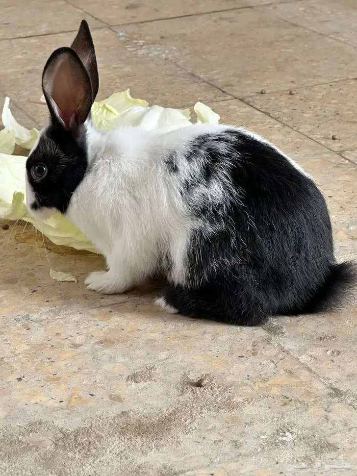 أرانب للبيع 2 إناث واحد ذكر 1