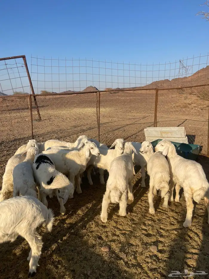 بهم تربيه فاخر 2