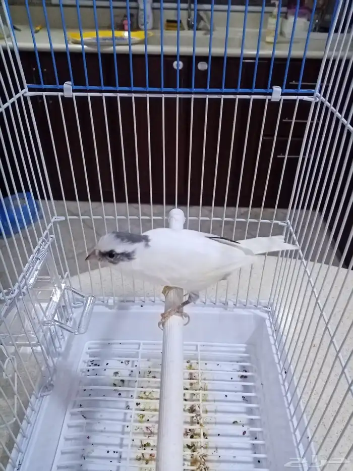 ذكور تغريد 7