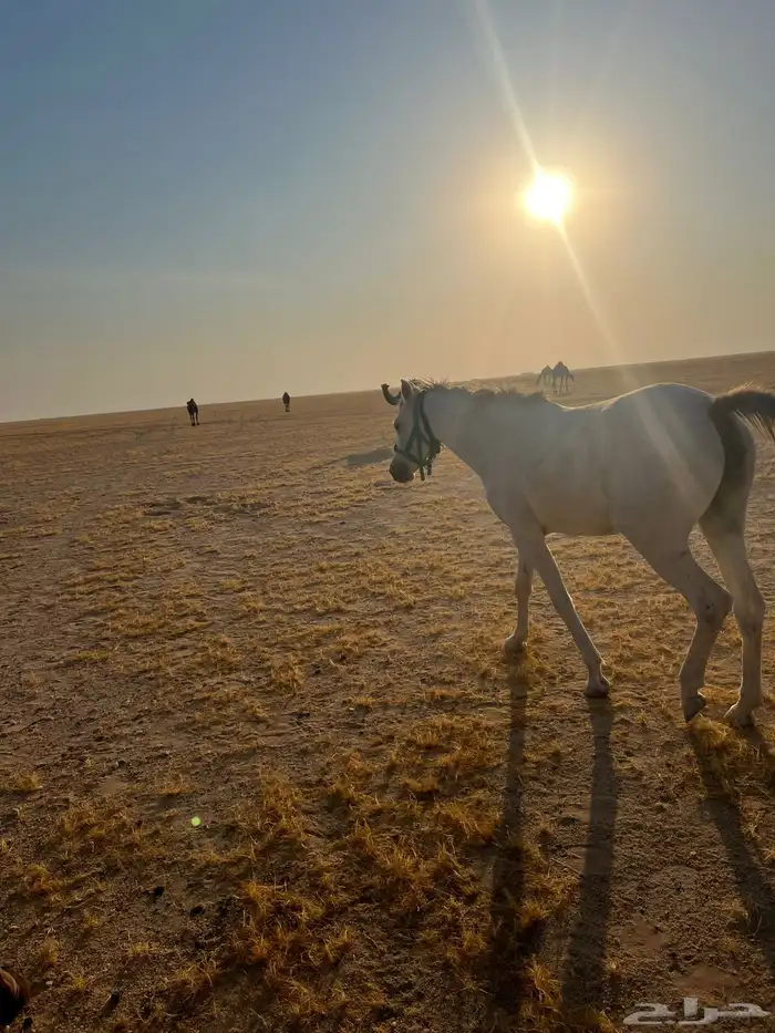 الصداوي الموقع شمال الصداوي عند الابل 1