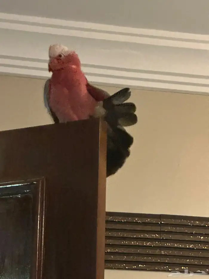 بغبغاء كوكاتو قالا عمرو 5شهور اليف 7