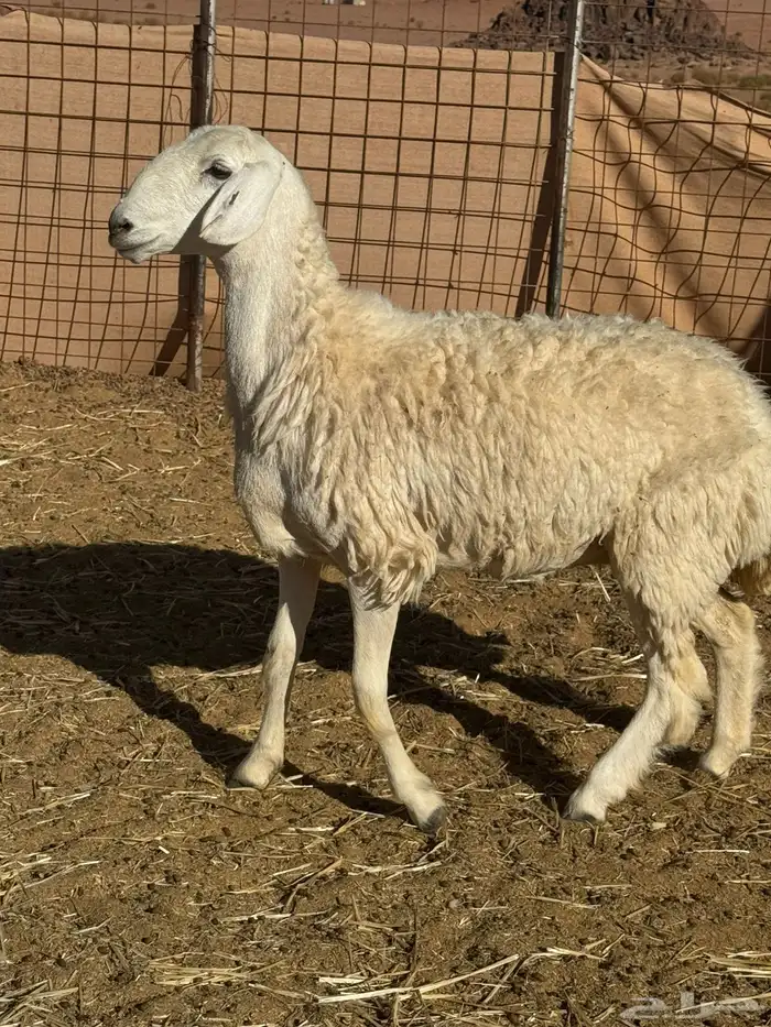 رخل حريه للبيع 1