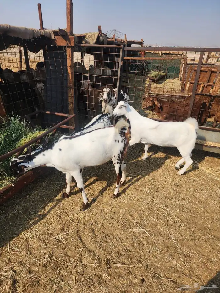 للبيع جفار بيشيات دفيع 1