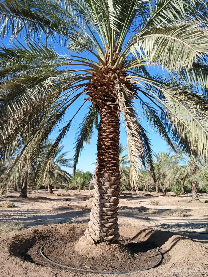 نخيل فراخه او نقايل كبيره للبيع 10