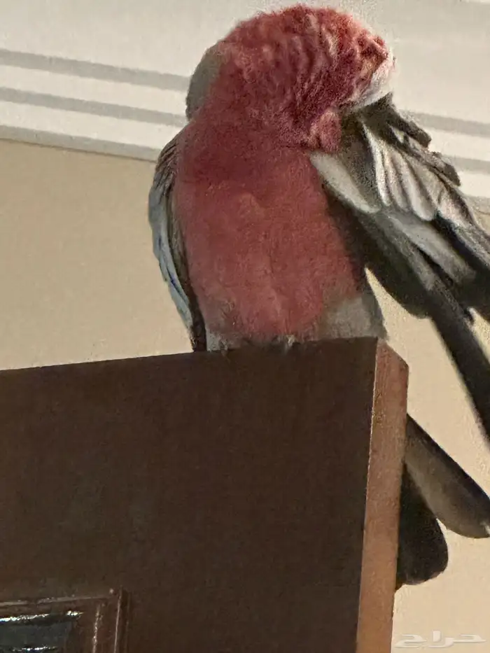 بغبغاء كوكاتو قالا الوردي 1