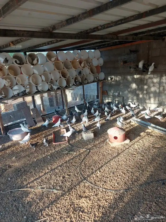 حمام للبيع عشه مشكل تقريبا 35 او 40 جوز على السوم 1