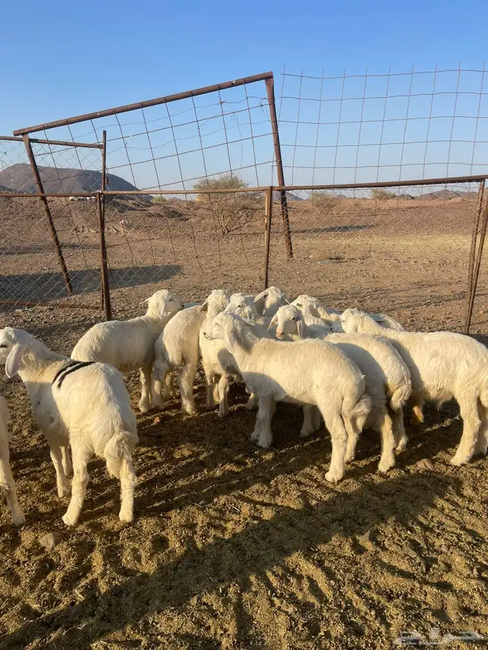 بهم تربيه فاخر 4