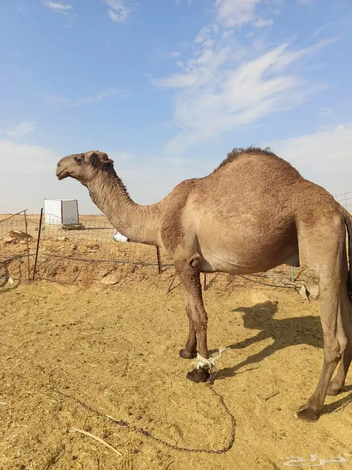 فحل اصفر من سلالة معدي الصفر 1