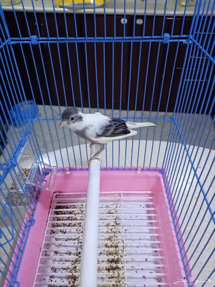 ذكور تغريد 3