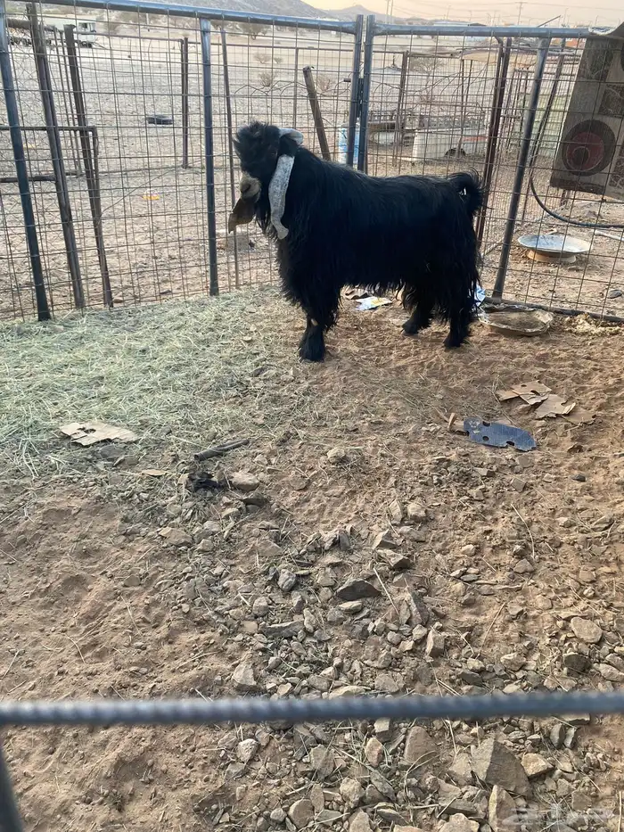 تيس فحل عارضي 1