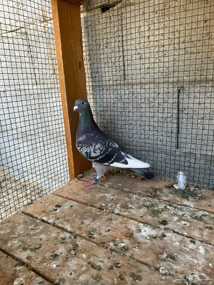 انثى وذكر زاجل سباق 0