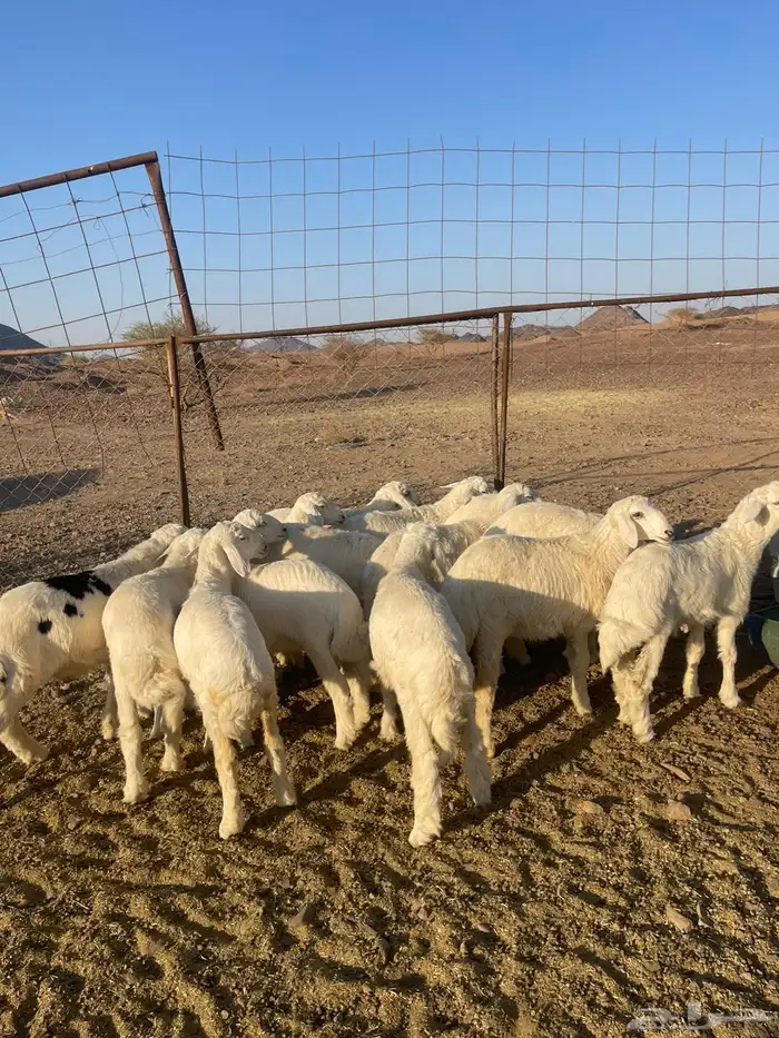 بهم تربيه فاخر 6