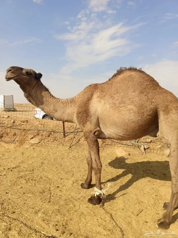 فحل اصفر من سلالة معدي الصفر 0