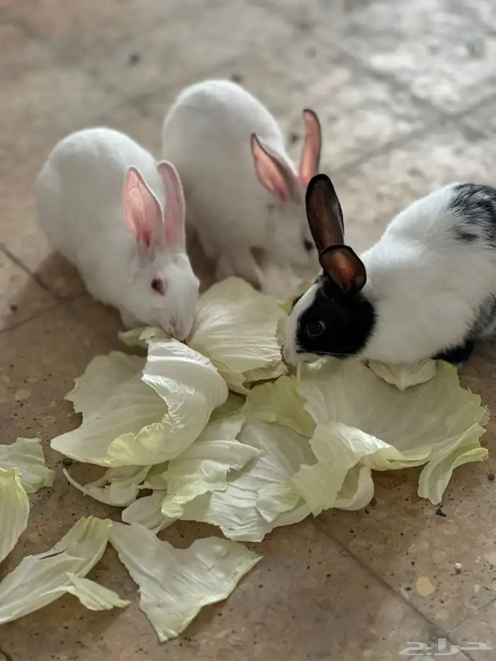 أرانب للبيع 2 إناث واحد ذكر 2