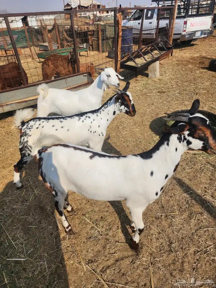 للبيع جفار بيشيات دفيع 0