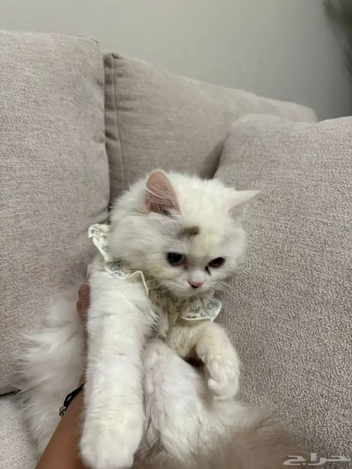 قطوه ذكر وانثى للبيع الاثنين 2