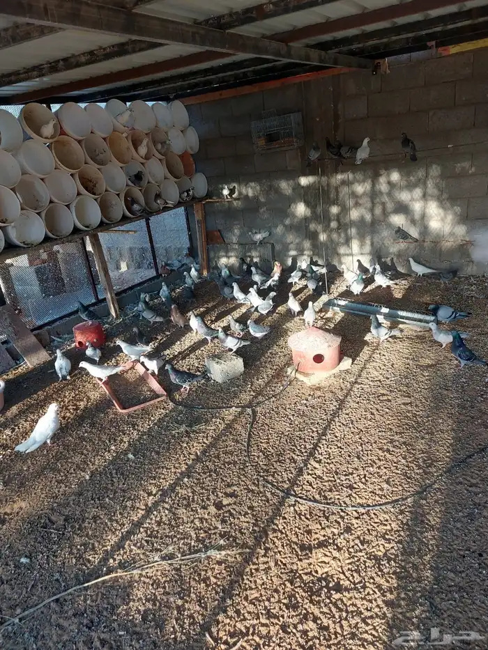 حمام للبيع عشه مشكل تقريبا 35 او 40 جوز على السوم 0