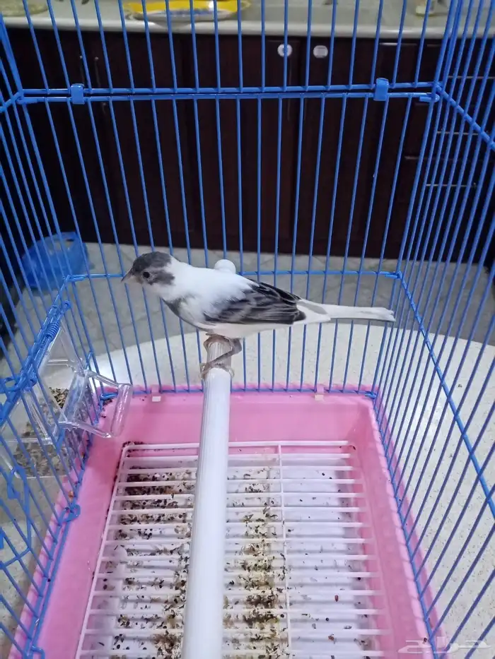 ذكور تغريد 2