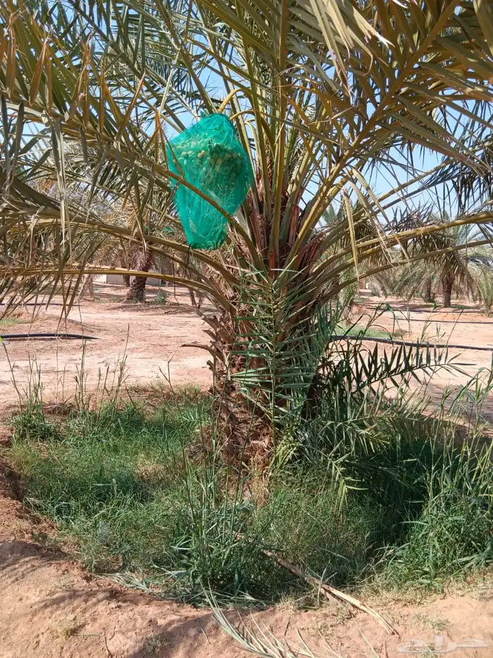 نخيل فراخه او نقايل كبيره للبيع 7