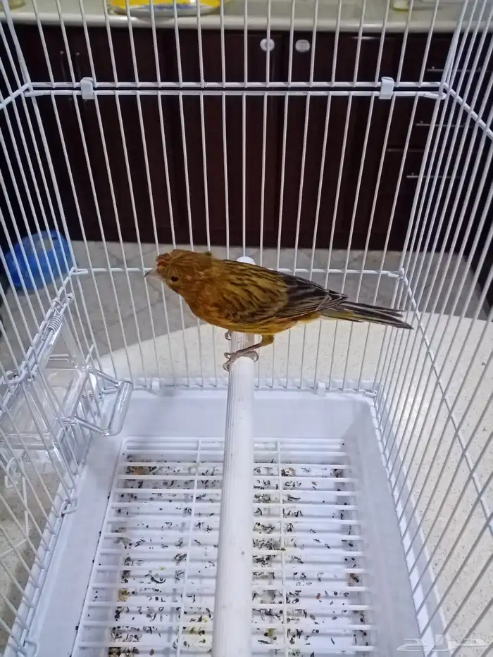 ذكور تغريد 0