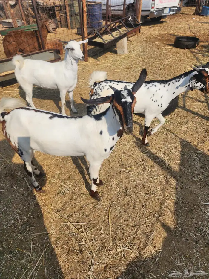 للبيع جفار بيشيات دفيع 2