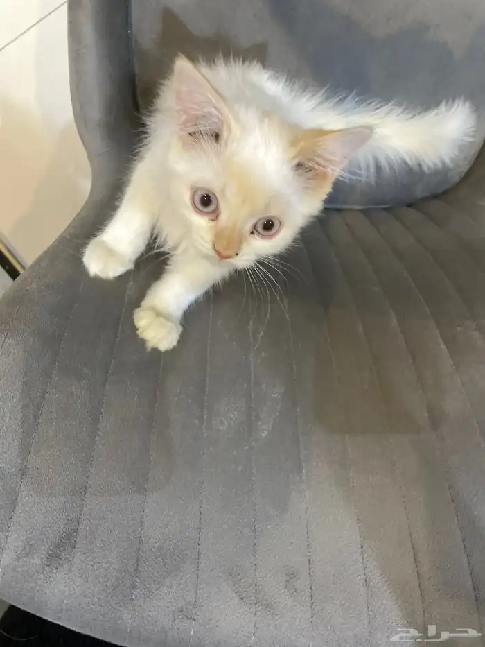 تبني كيتنز بعمر 4 شهور   الأحساء 3