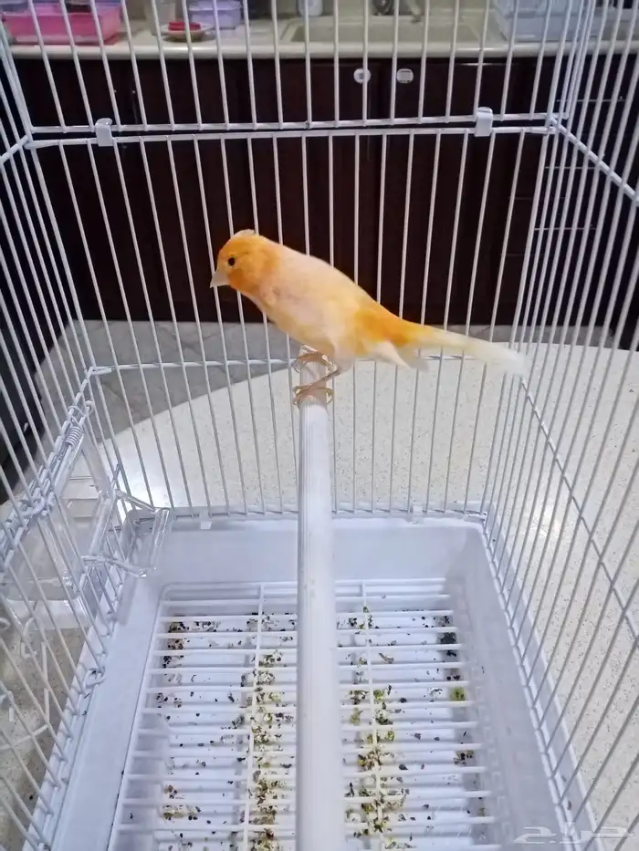 ذكور تغريد 14