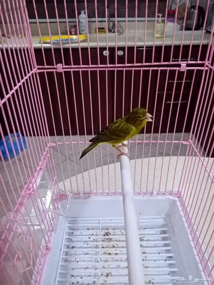 ذكور تغريد 10