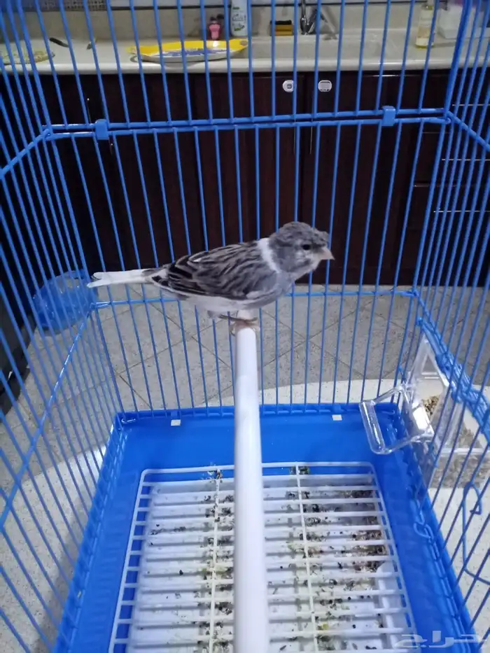 ذكور تغريد 15