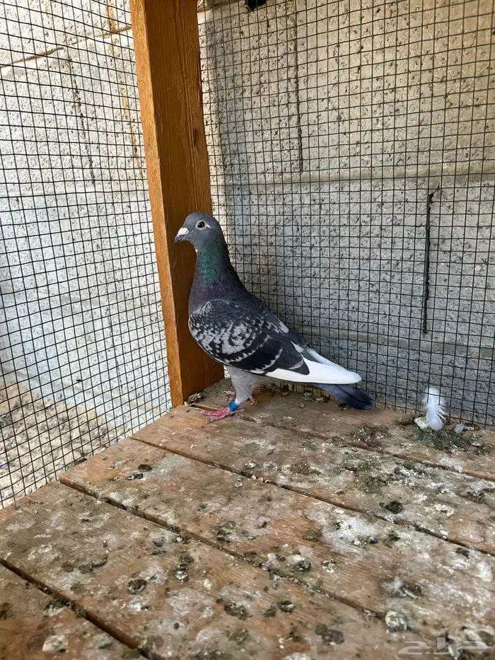 انثى وذكر زاجل سباق 1