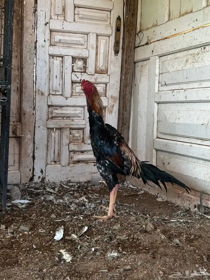 ديك شامو ياباني(تم البيع) 2