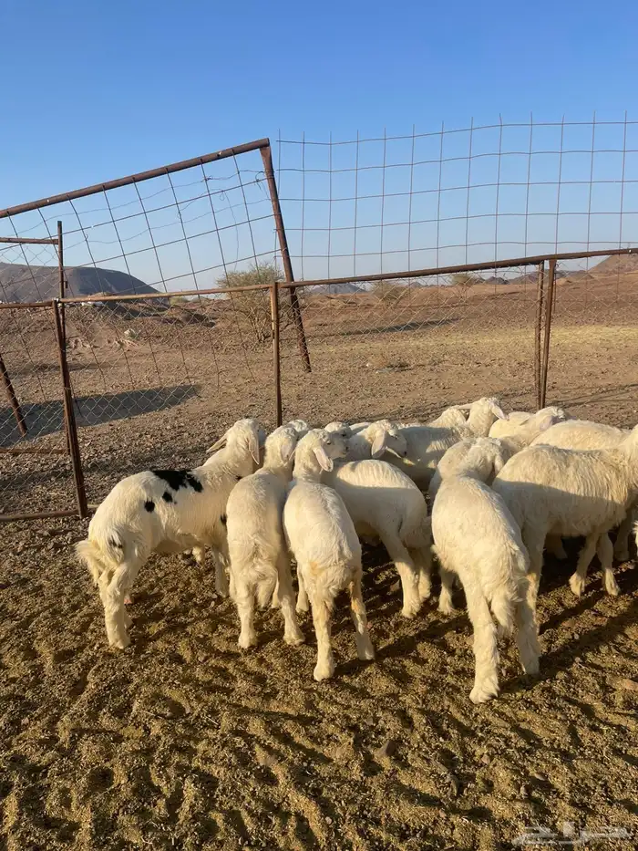 بهم تربيه فاخر 3