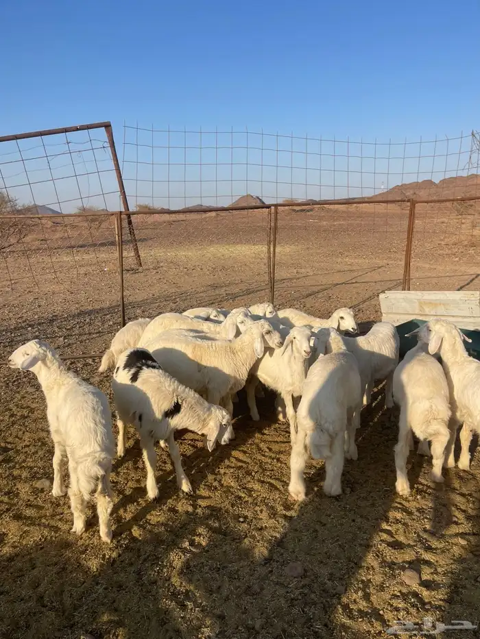 بهم تربيه فاخر 1