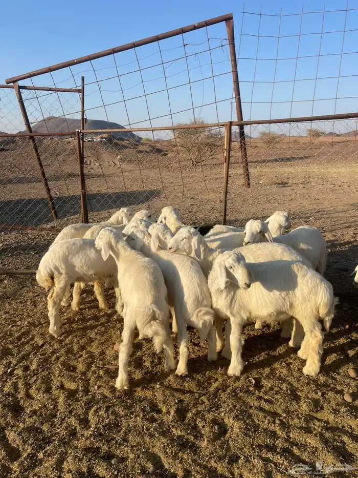 بهم تربيه فاخر 5