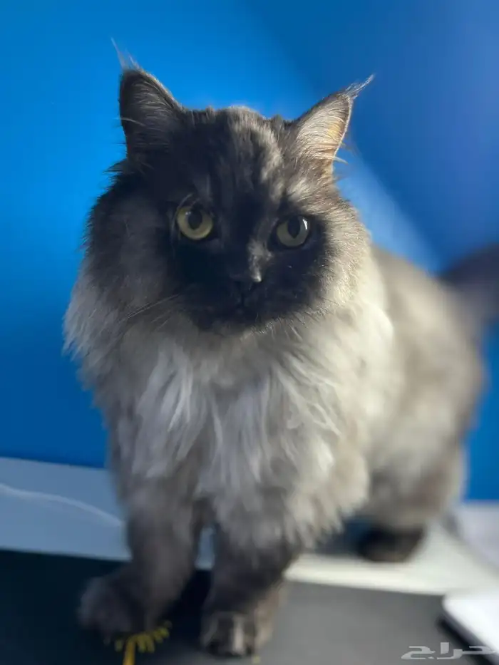 قط شيرازي للتبني 1