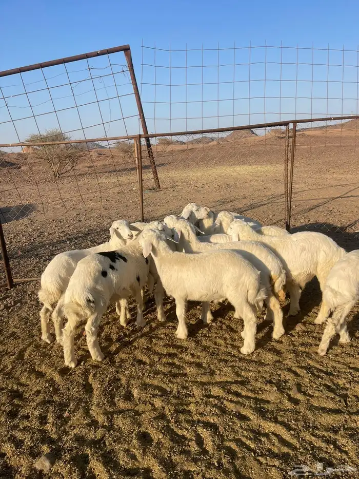 بهم تربيه فاخر 0