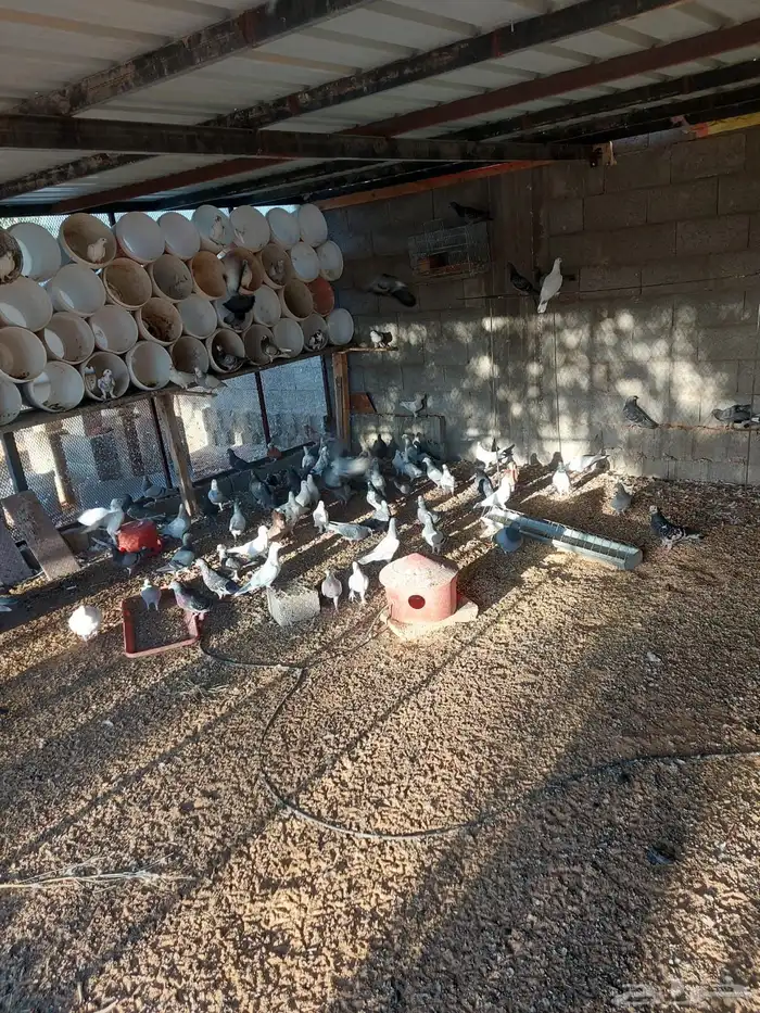 حمام للبيع عشه مشكل تقريبا 35 او 40 جوز على السوم 2