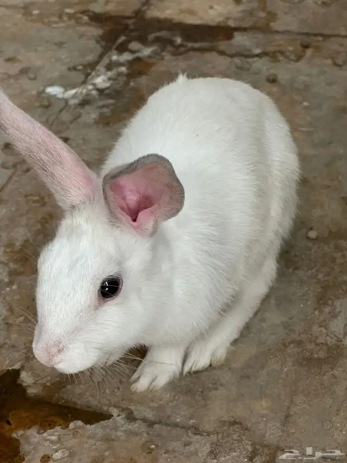 أرانب للبيع 2 إناث واحد ذكر 0