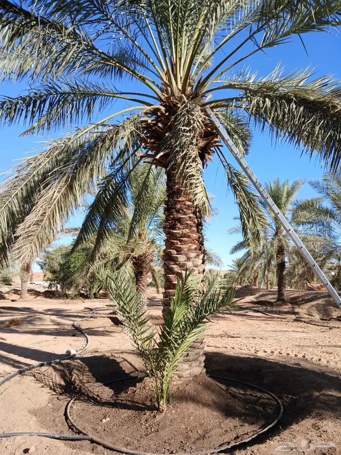 نخيل فراخه او نقايل كبيره للبيع 11